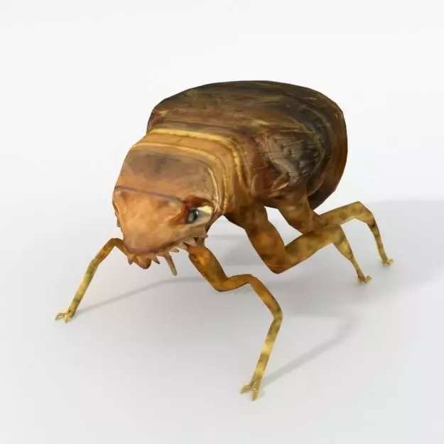 Flea Animal Low-poly 3D model_0