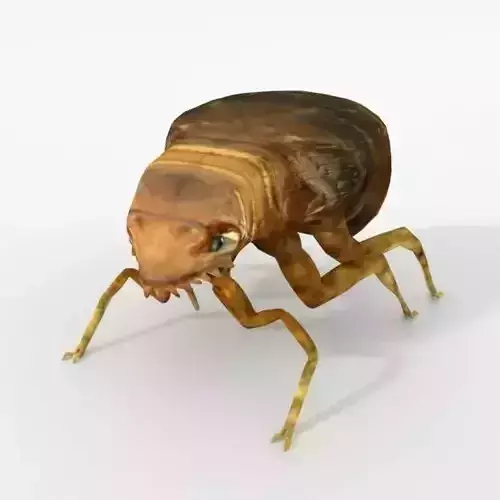 Flea Animal Low-poly 3D model