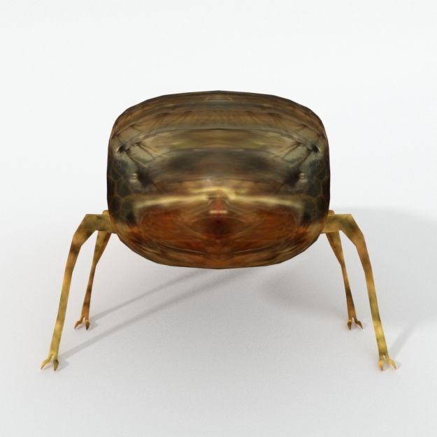 Flea Animal Low-poly 3D model_1