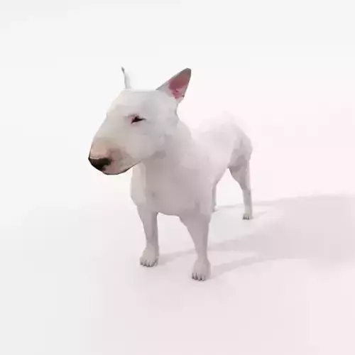 Bull Terrier Low-poly 3D model