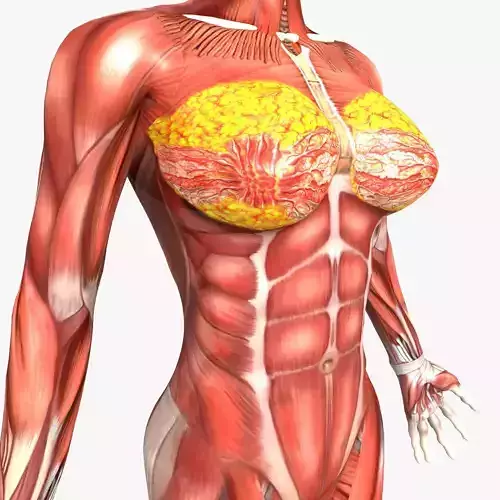 Rigged - Human Female Muscular System 3D model