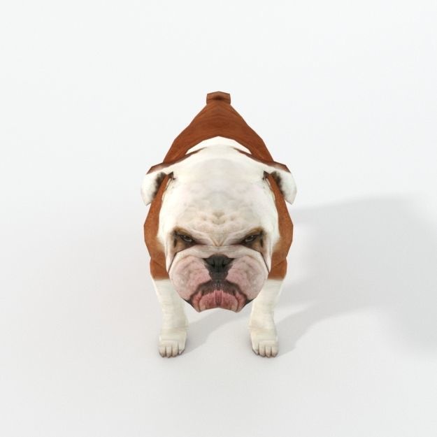 Bulldog Low-poly 3D model_4