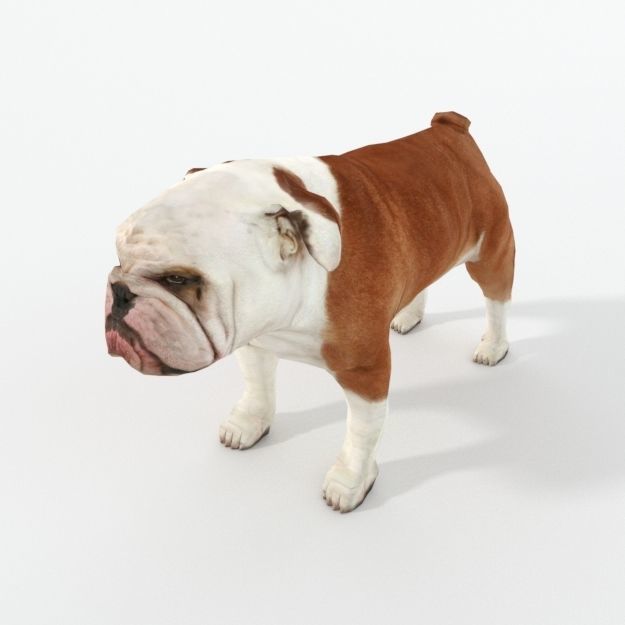 Bulldog Low-poly 3D model_1