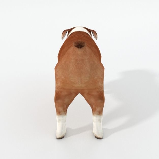Bulldog Low-poly 3D model_2