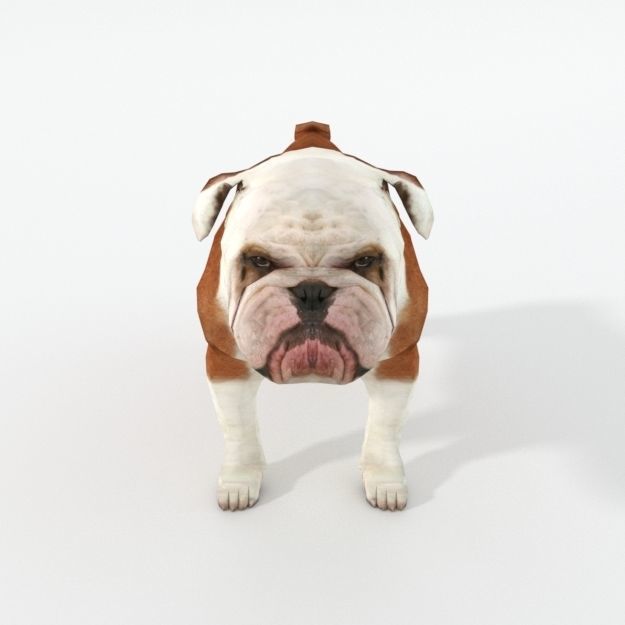 Bulldog Low-poly 3D model_3