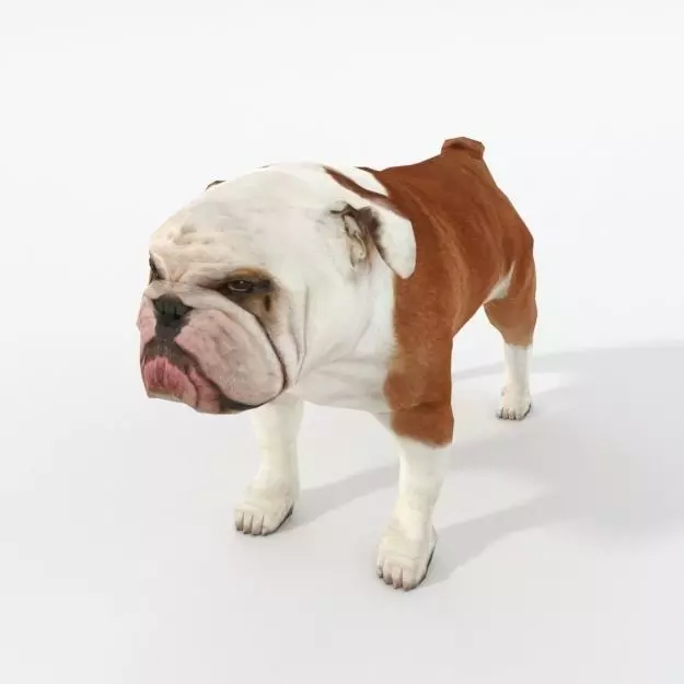 Bulldog Low-poly 3D model_0