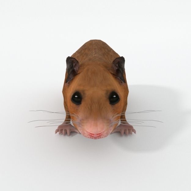 Syrian Hamster Low-poly 3D model_2