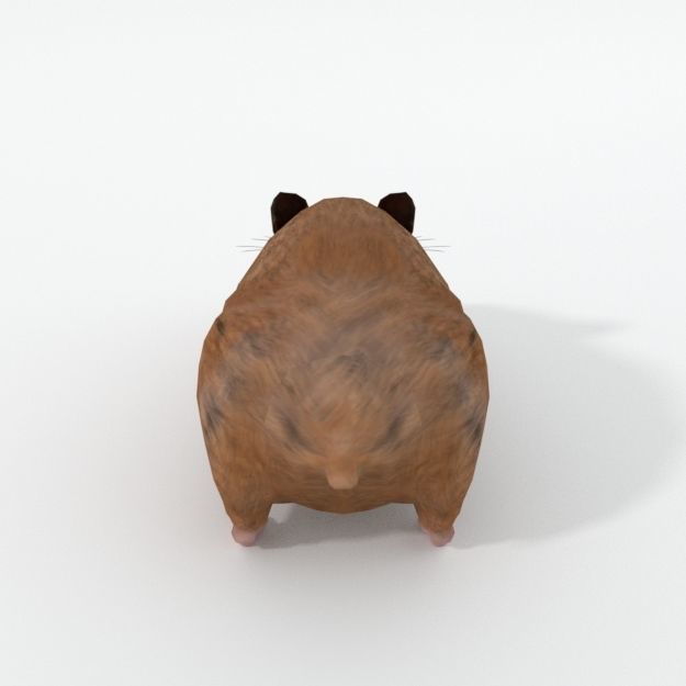 Syrian Hamster Low-poly 3D model_1
