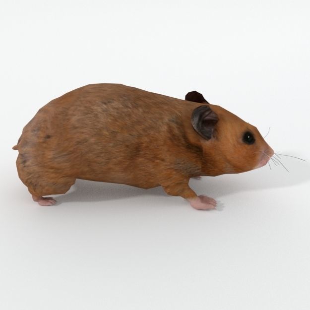 Syrian Hamster Low-poly 3D model_3