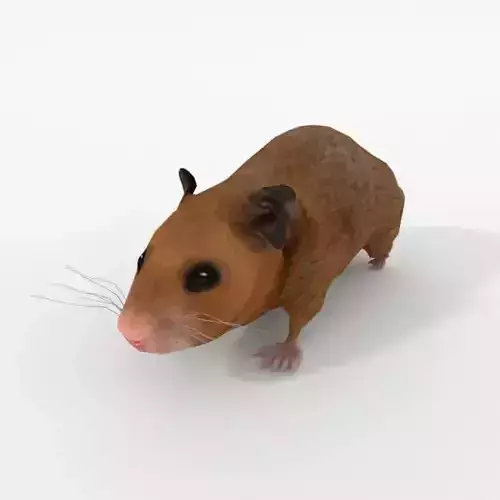Syrian Hamster Low-poly 3D model