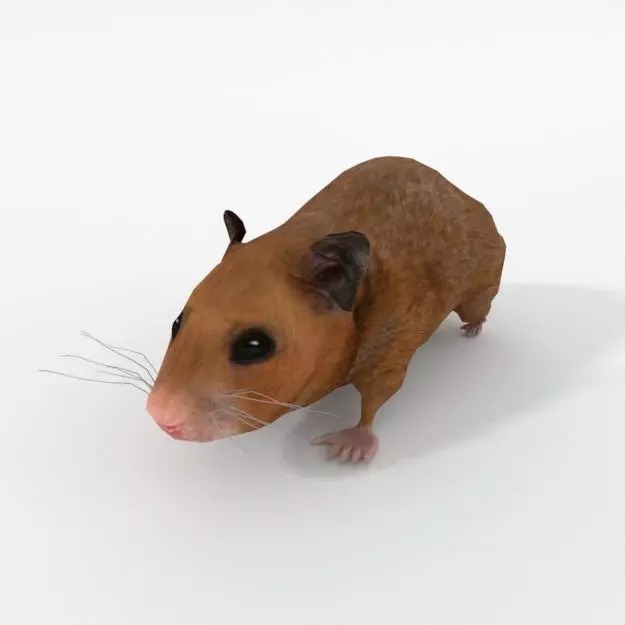 Syrian Hamster Low-poly 3D model_0