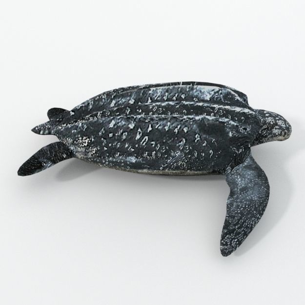 Leatherback Turtle Low-poly 3D model_3