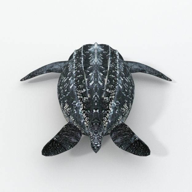 Leatherback Turtle Low-poly 3D model_1