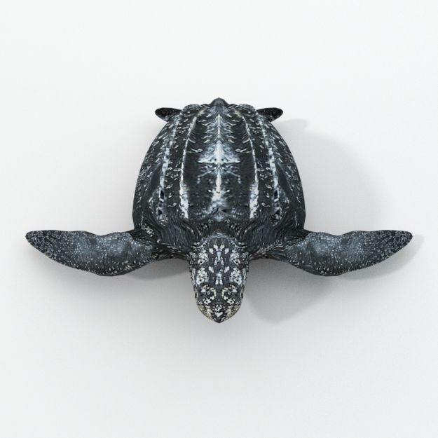 Leatherback Turtle Low-poly 3D model_2