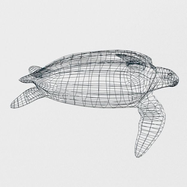 Leatherback Turtle Low-poly 3D model_7