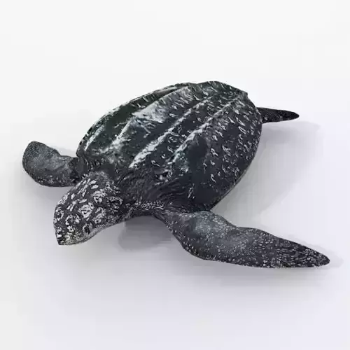 Leatherback Turtle