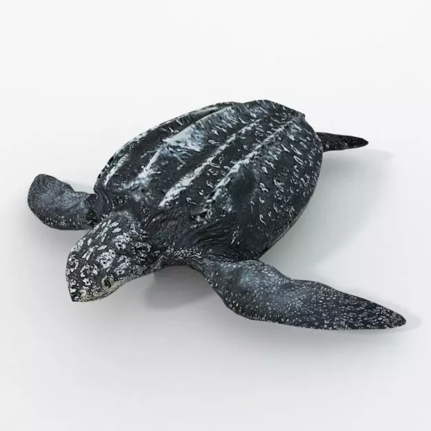 Leatherback Turtle Low-poly 3D model_0