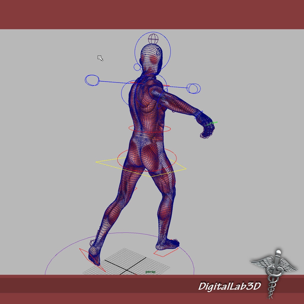 Rigged - Human Male Muscular System 3D model_5