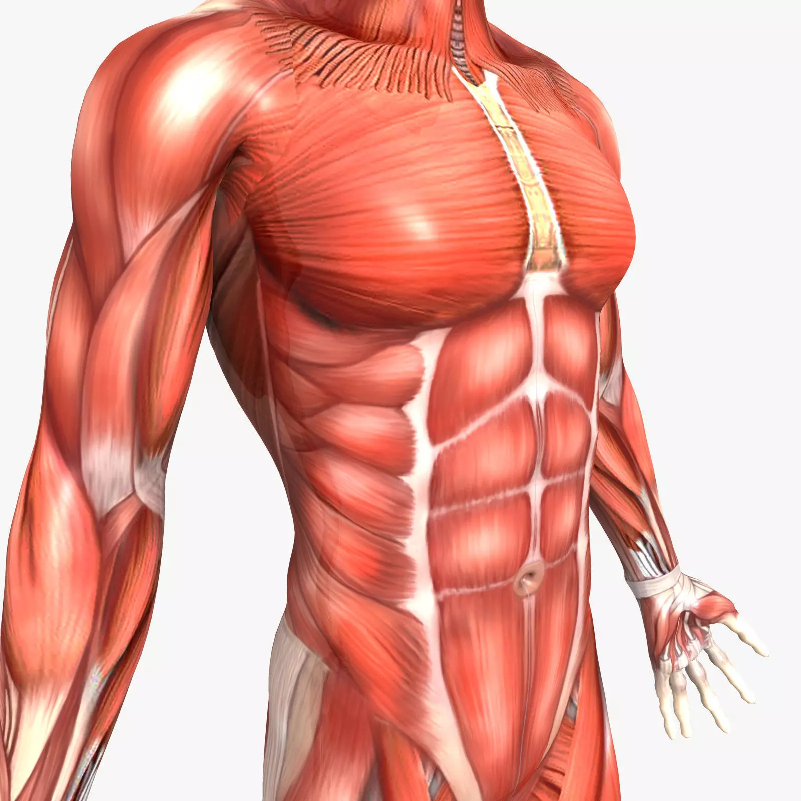 Rigged - Human Male Muscular System 3D model_0