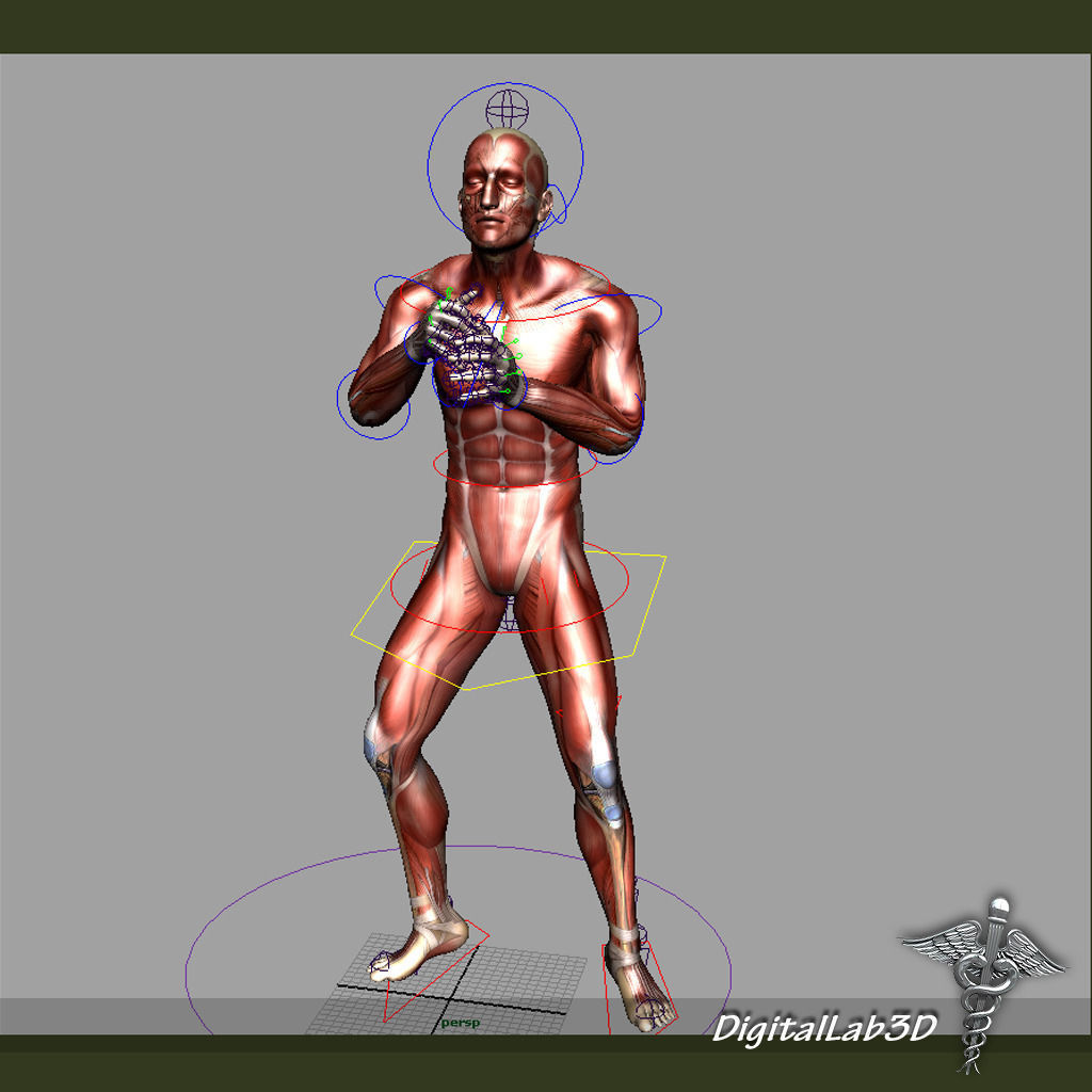 Rigged - Human Male Muscular System 3D model_9
