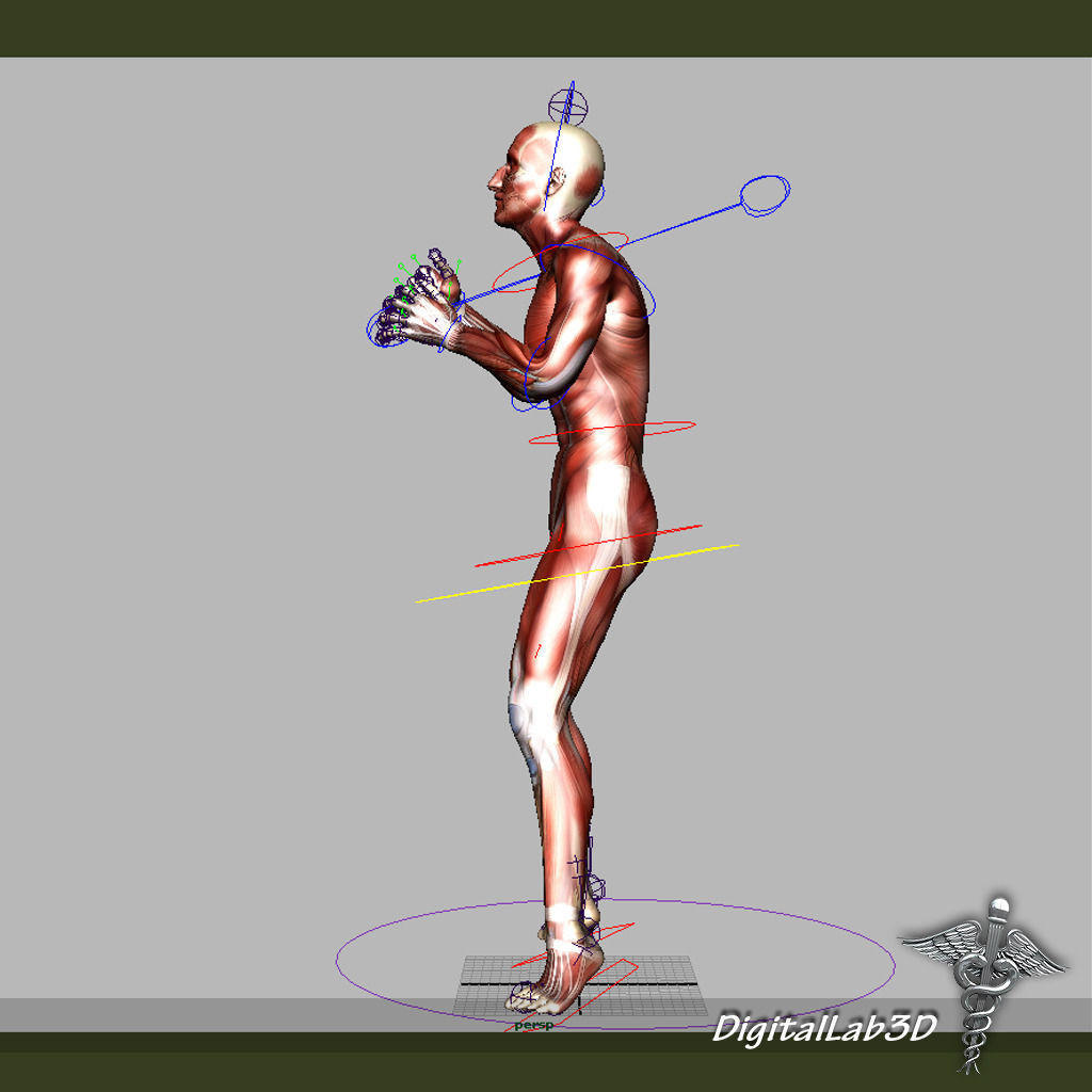 Rigged - Human Male Muscular System 3D model_7