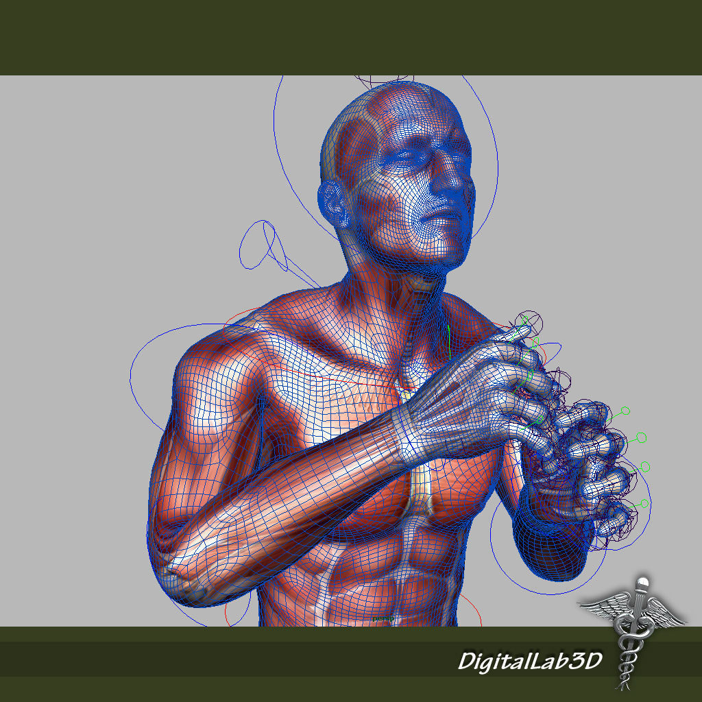 Rigged - Human Male Muscular System 3D model_8