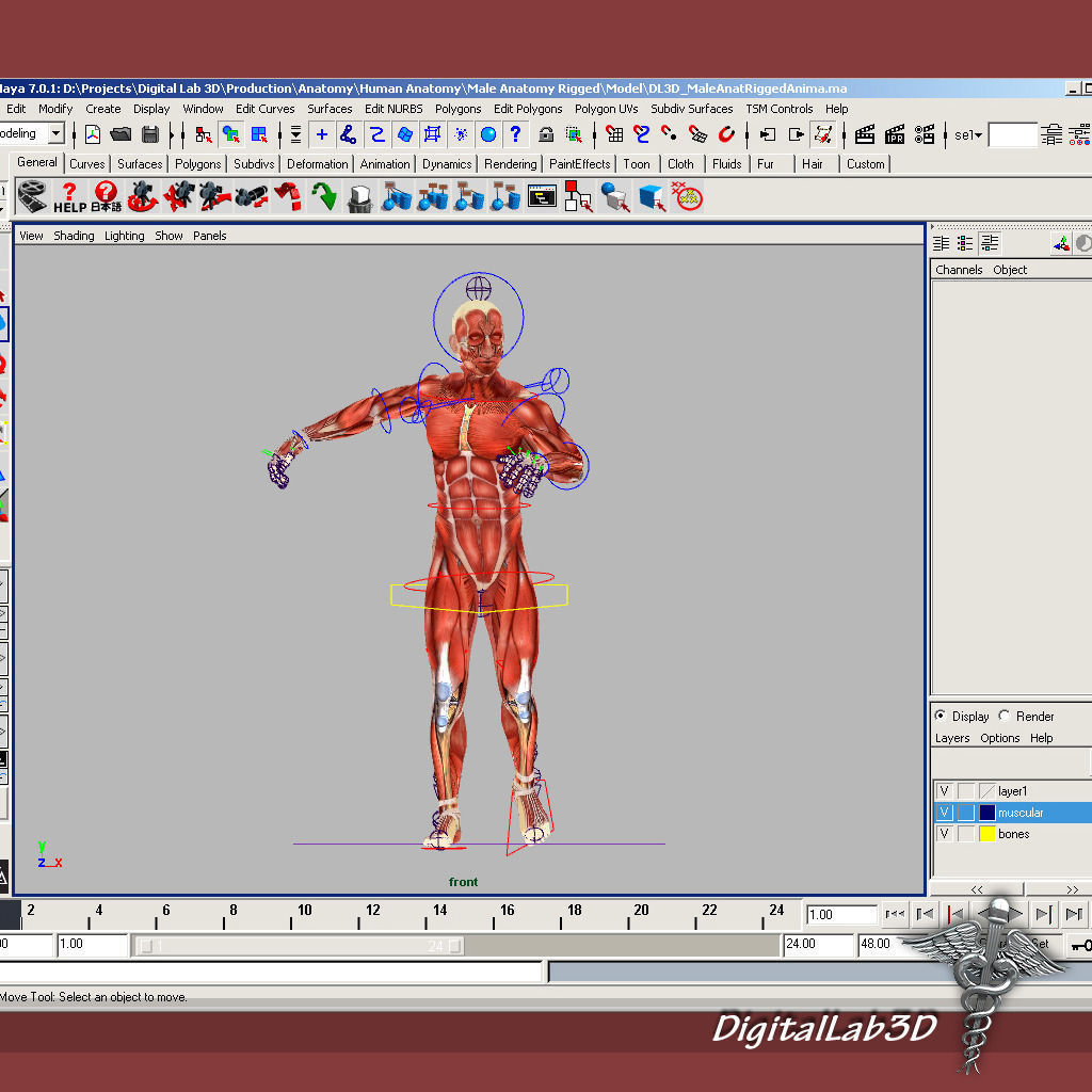Rigged - Human Male Muscular System 3D model_4