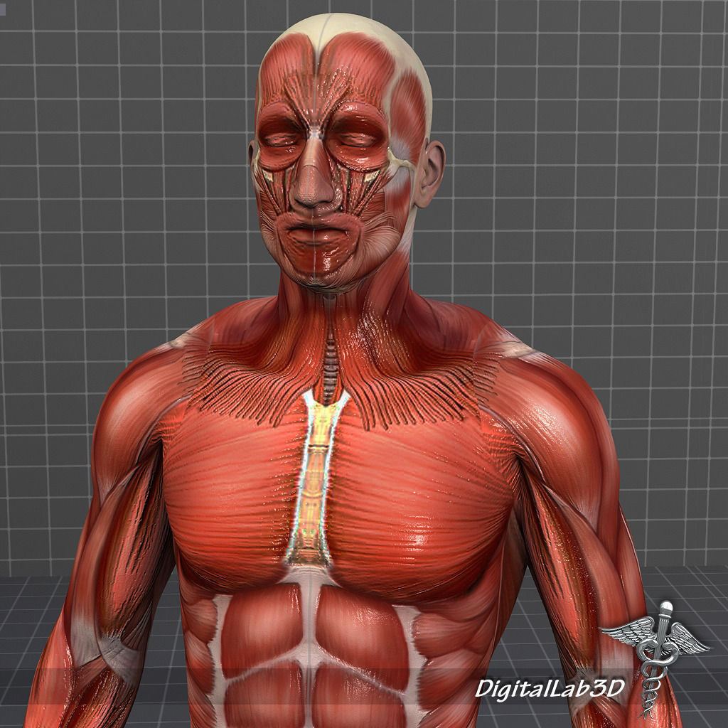 Rigged - Human Male Muscular System 3D model_2