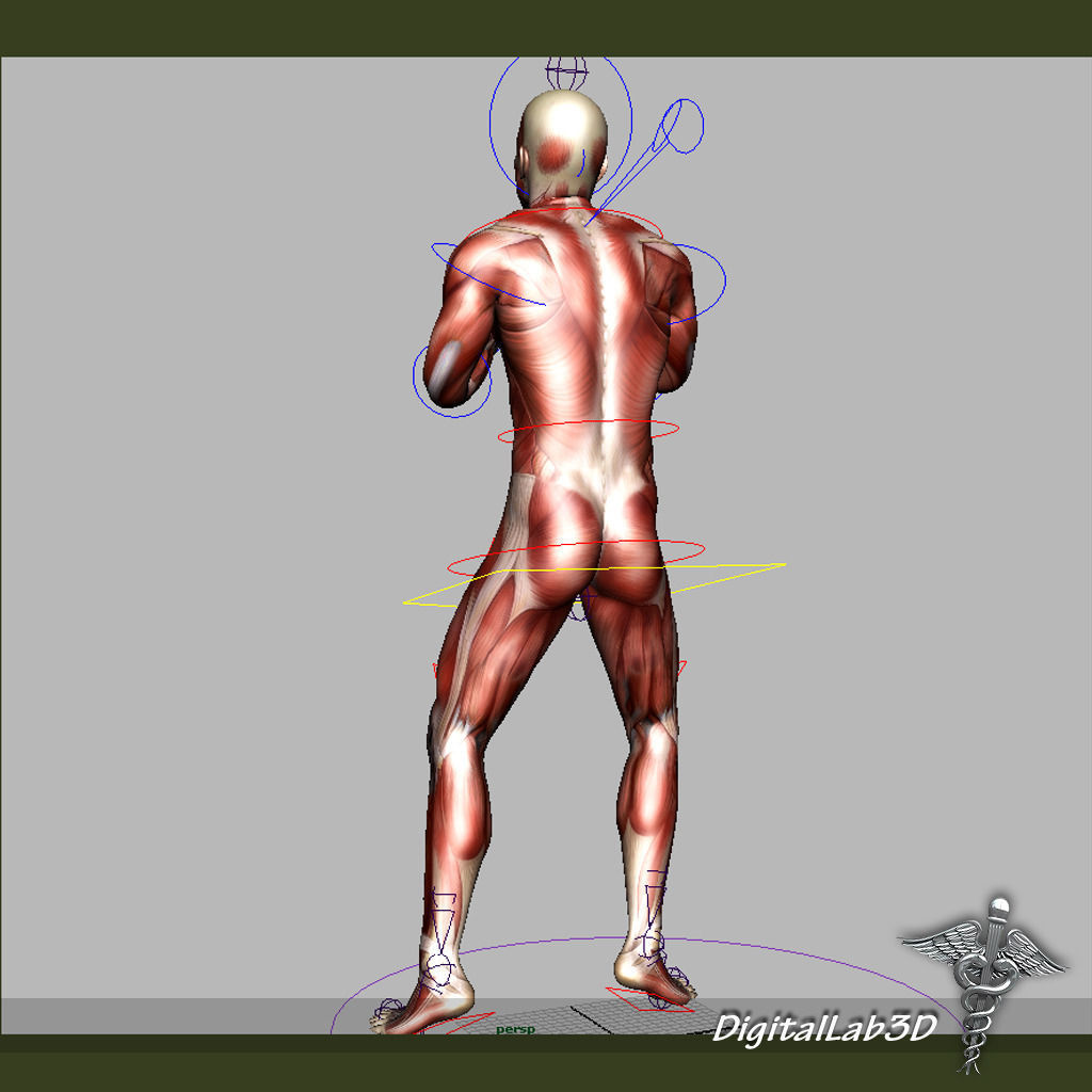 Rigged - Human Male Muscular System 3D model_6