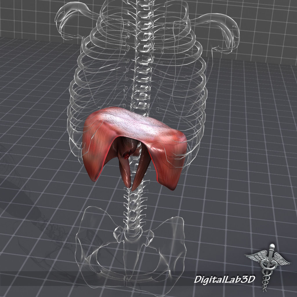 Human Diaphragm 3D model_2