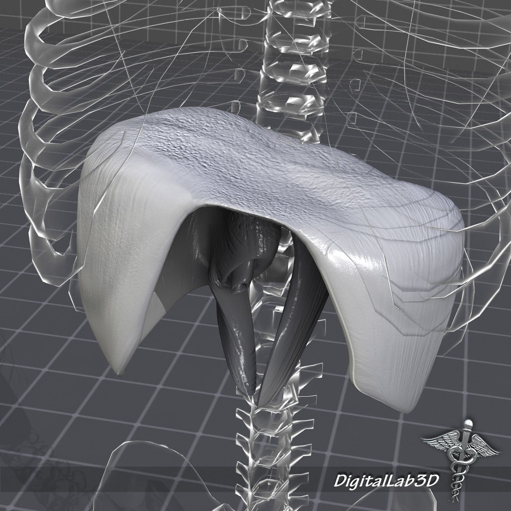 Human Diaphragm 3D model_1