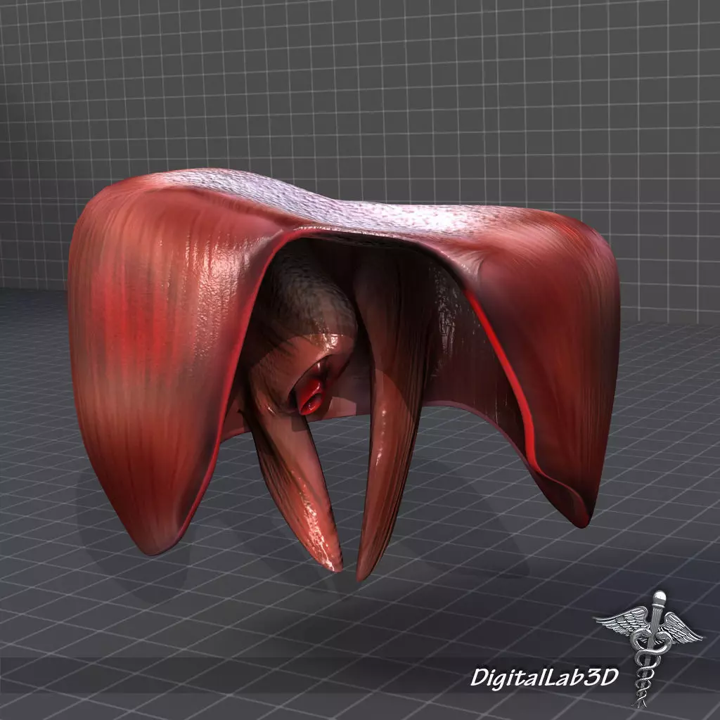 Human Diaphragm 3D model_0