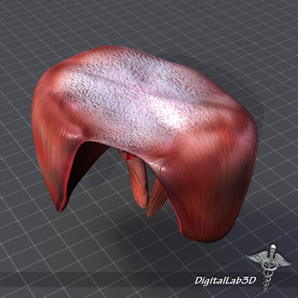 Human Diaphragm 3D model_3