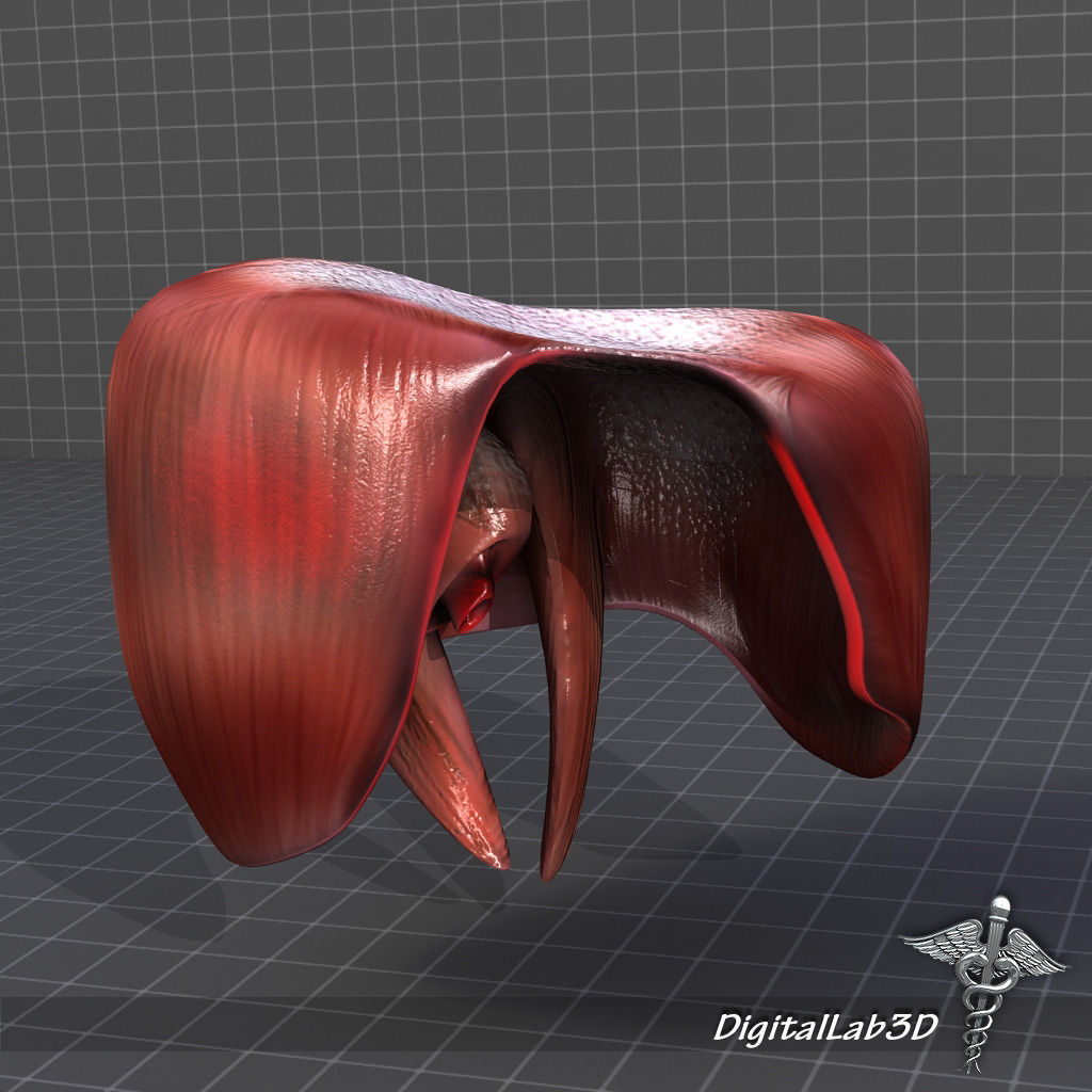 Human Diaphragm 3D model_4