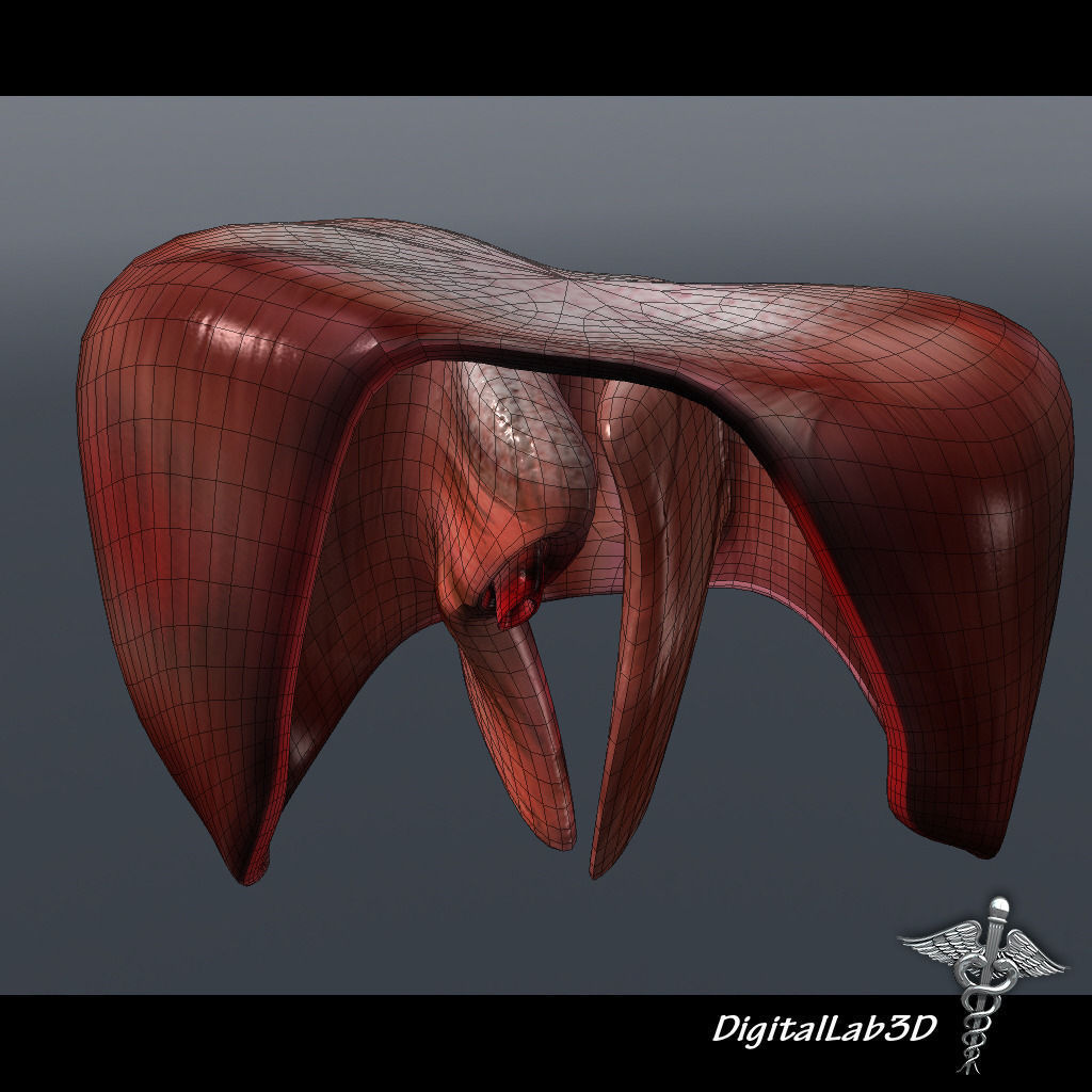 Human Diaphragm 3D model_5