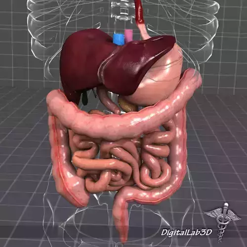 Human Digestive System 3D model