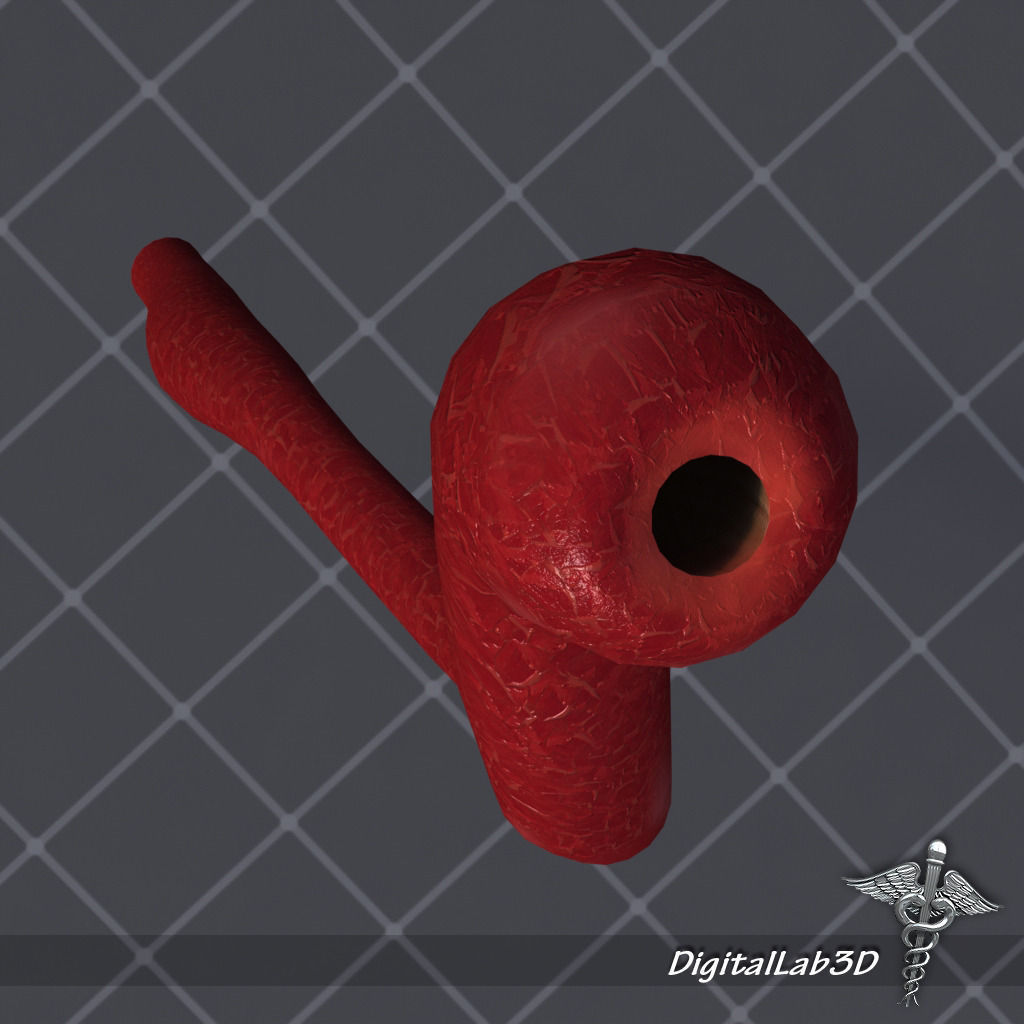Esophagus Anatomy 3D model_2