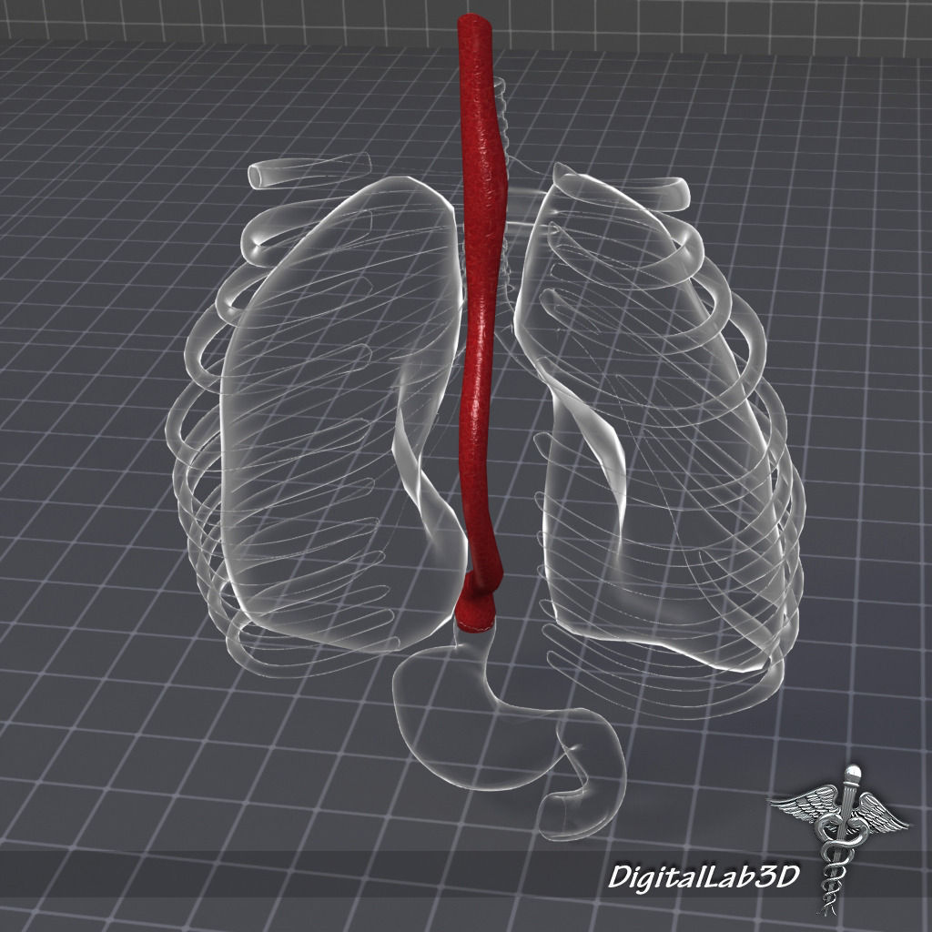 Esophagus Anatomy 3D model_6
