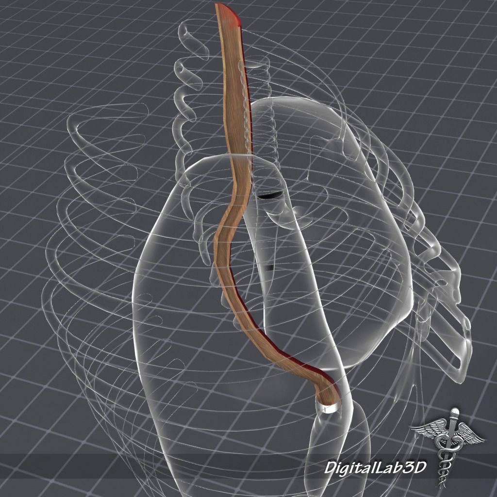 Esophagus Anatomy 3D model_3