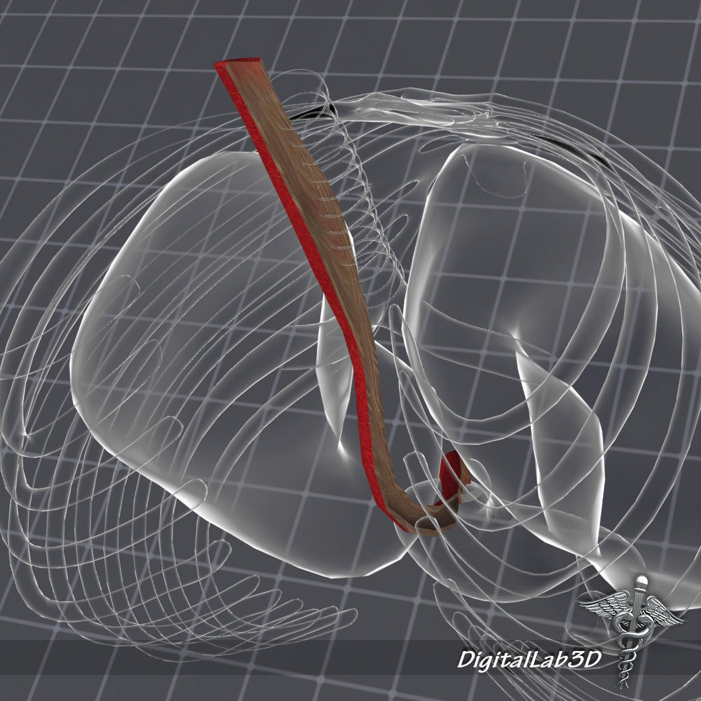 Esophagus Anatomy 3D model_1