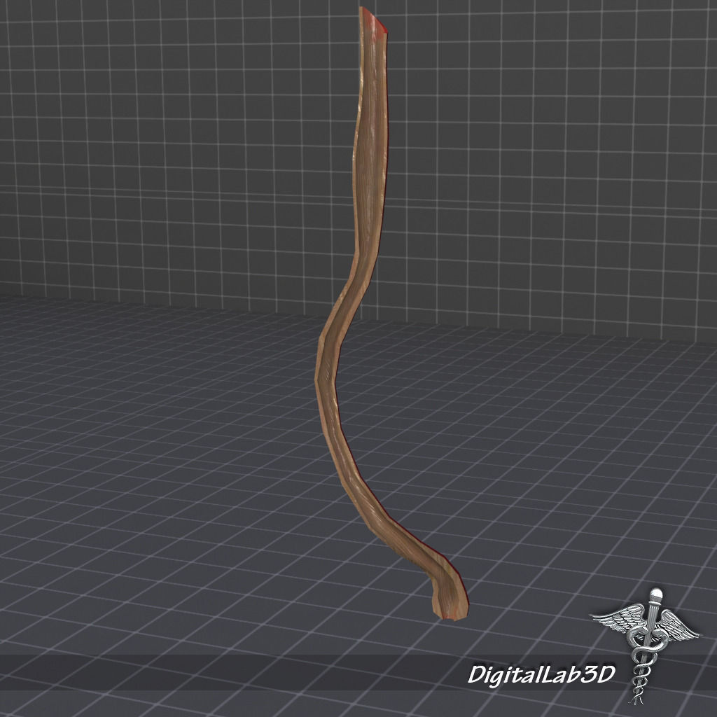 Esophagus Anatomy 3D model_4