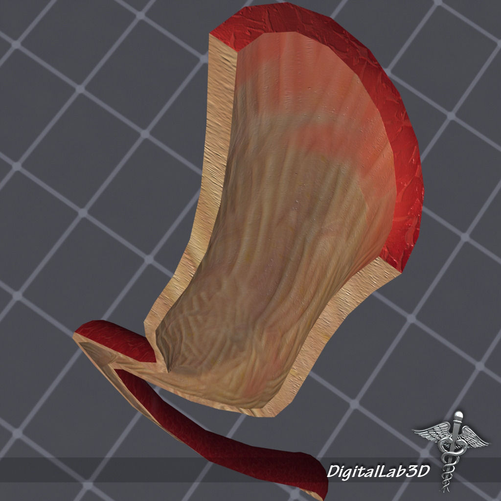 Esophagus Anatomy 3D model_8