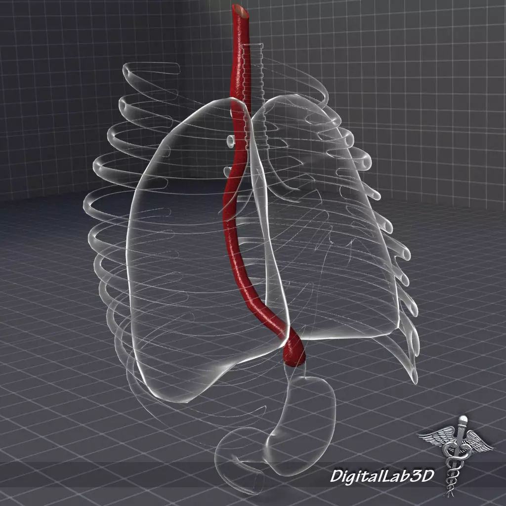 Esophagus Anatomy 3D model_0