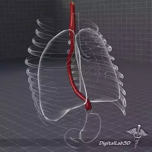 Esophagus Anatomy 3D model