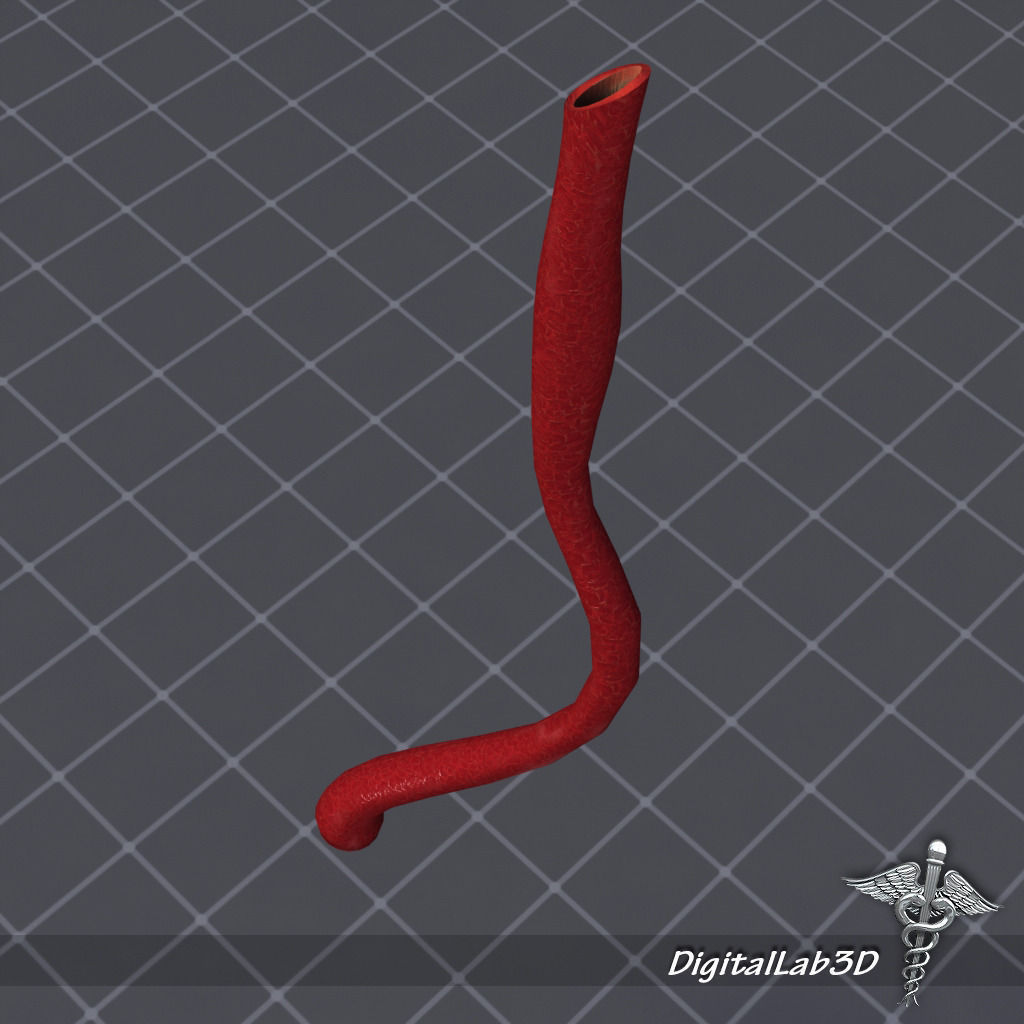 Esophagus Anatomy 3D model_5