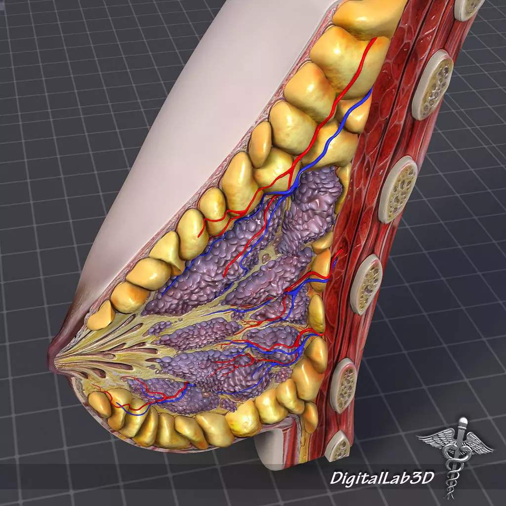 Female Breast Anatomy 3D model