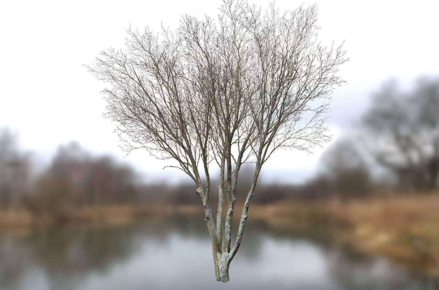 Autumn Dry Tree Scan Full-Size Low-poly 3D model_0