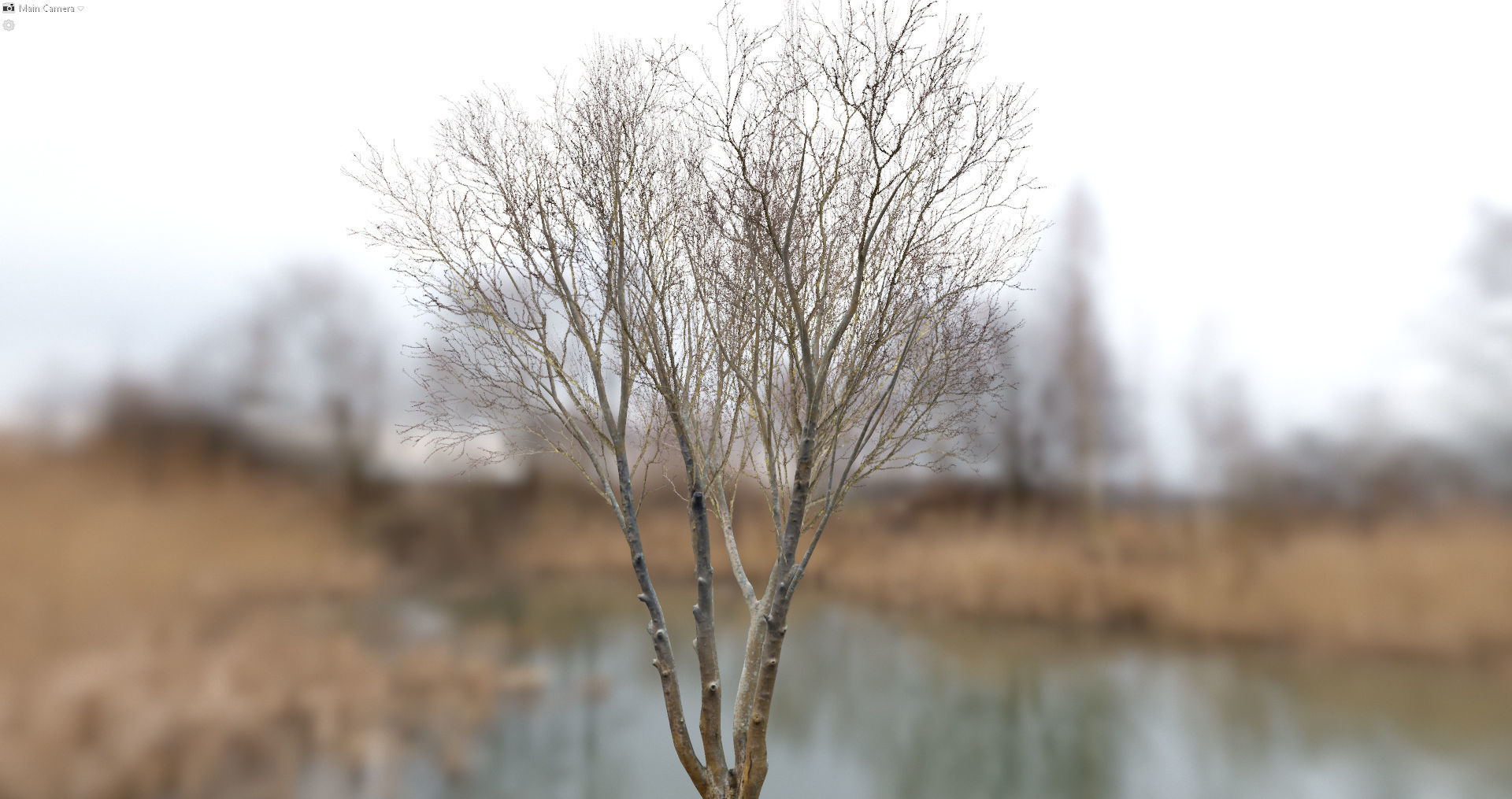 Autumn Dry Tree Scan Full-Size Low-poly 3D model_6