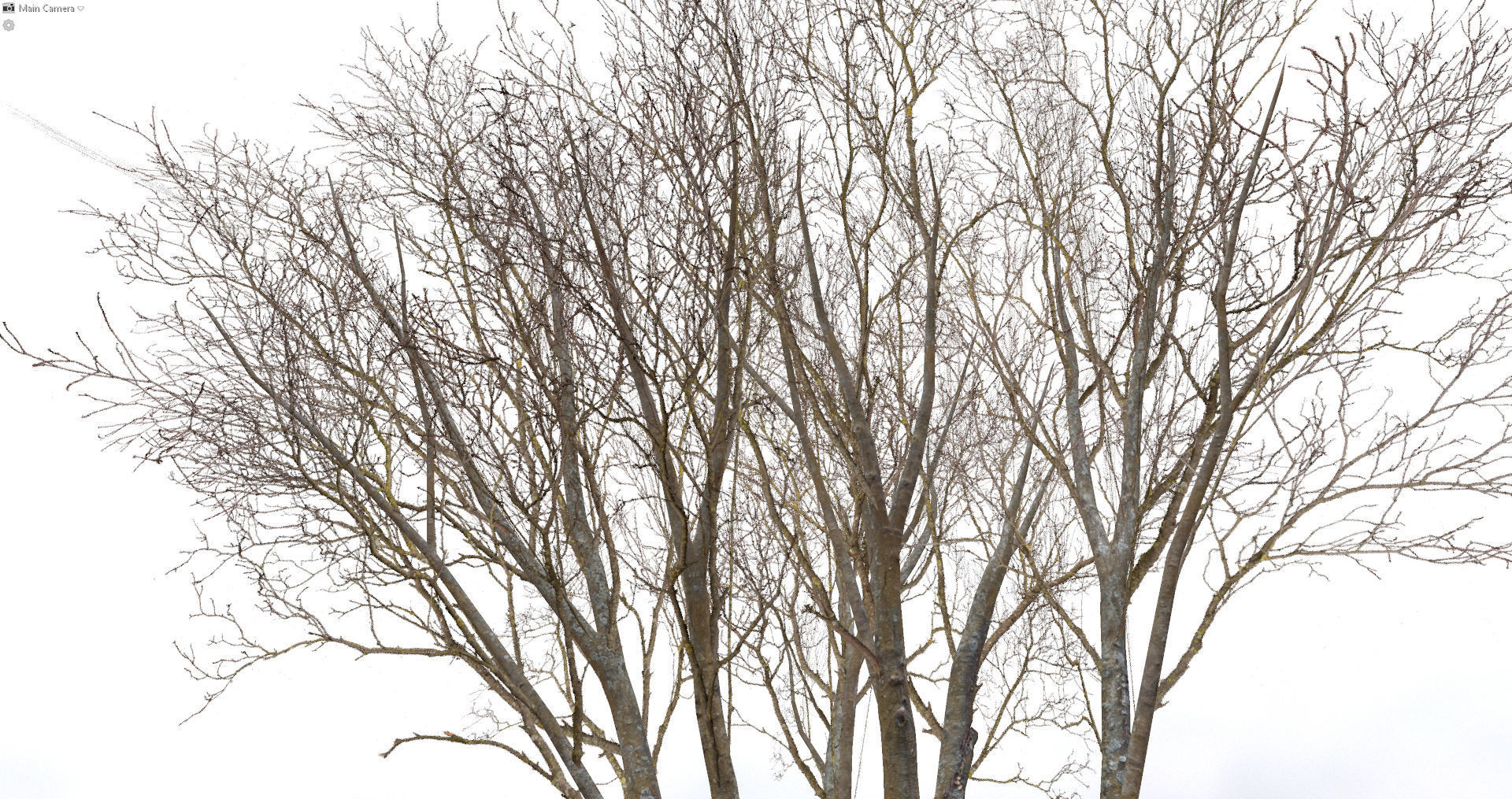 Autumn Dry Tree Scan Full-Size Low-poly 3D model_3