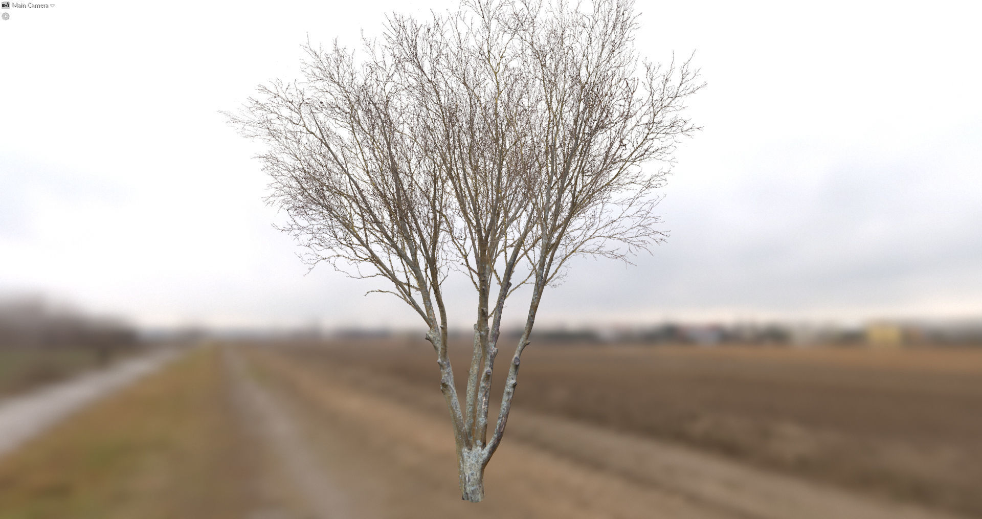 Autumn Dry Tree Scan Full-Size Low-poly 3D model_5